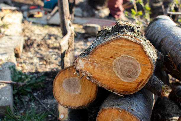 How Our Tree Care Process Works  in  Ripley, MS